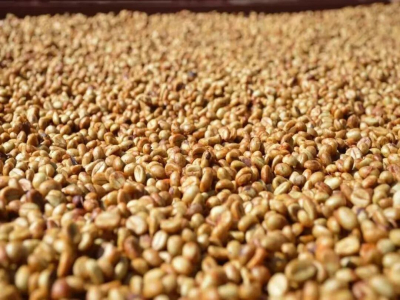 กระบวนการน้ำผึ้ง Honey Process｜กาแฟกระบวนการน้ำผึ้งคืออะไร? ขั้นตอนการบวนการน้ำผึ้งเป็นอย่างไร? น้ำผึ้งขาว น้ำผึ้งแดง น้ำผึ้งเหลือง น้ำผึ้งดำ กาแฟแต่ละแบบมีความแตกต่างกันอย่างไร?