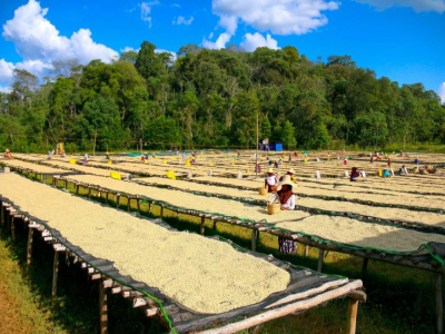 Coffee Yirgacheffe｜เยอร์กาเชฟกาแฟคั่วอ่อนหรือคั่วกลางดีกว่ากัน? แนะนำเมล็ดกาแฟคุณภาพสูงเยอร์กาเชฟเอธิโอเปียคลาสสิกตัวเลือกแรกสำหรับผู้เริ่มต้นกาแฟพิเศษ