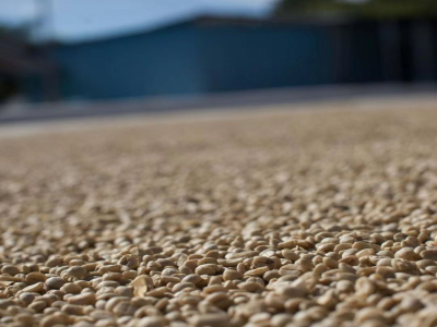 เปรียบเทียบกรรมวิธีการแปรรูปกาแฟ｜ถั่วกาแฟวอชเชดกับถั่วกาแฟซันดรายต่างกันตรงไหน? 5 ถั่วกาแฟดริปคุณภาพสูงแบบวอชเชดคลาสสิกที่มือใหม่ต้องซื้อ