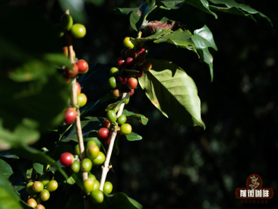 pawani กาแมนดาลิงทอง｜เมล็ดกาแฟมันเดลิงอินโดนีเซียมีแหล่งผลิตอยู่ที่ไหน？ลักษณะรสชาติของกาแฟพันธุ์มันเดลิงเป็นอย่างไร？กาแมนดาลิงทองเป็นมันเดลิงเกรดพิเศษของอินโดนีเซียหรือไม่？