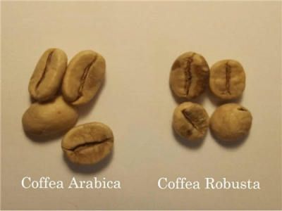 ชงกาแฟดำด้วยมือด้วยโรบัสต้าจะมีรสชาติเป็นอย่างไร? เมล็ดกาแฟโรบัสต้าทำเป็นกาแฟsingle originไม่ได้หรือ? โรบัสต้ากับโรบัสต้าเป็นสิ่งเดียวกันไหม?