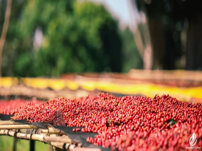 คำอธิบายรสชาติเมล็ดกาแฟเอธิโอเปีย Sidamo G1 Guji ล็อตใหม่ล่าสุดปี 2026 ดอกไม้ราชินี 11 แหล่งปลูก วิธีการแปรรูป การคั่ว แนะนำ
