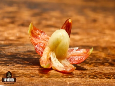 การคั่วกาแฟ｜ความแตกต่างของรสชาติและเนื้อสัมผัสของเมล็ดกาแฟในระดับการคั่วที่ต่างกันคืออะไร การคั่วอ่อน คั่วกลาง คั่วเข้ม แบบไหนดีต่อสุขภาพมากกว่า