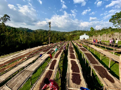 ประวัติศาสตร์กาแฟเอธิโอเปีย｜รสชาติกาแฟเยอร์กาชีฟมาจากไหน? แนะนำเมล็ดกาแฟดริปสายพันธุ์แอฟริกาคัดพิเศษที่มือใหม่ต้องซื้อ