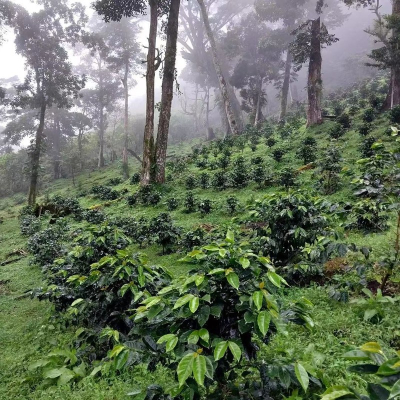 เมล็ดกาแฟ Panama Boquete Geisha คั่วกลางแบบ washed อเมริกาโน่ดริปเดี่ยว specialty black coffee
