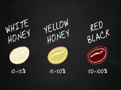 แนะนำเมล็ดกาแฟดริป specialty | ฮันนี่โปรเซสแบบ Red Honey Yellow Honey Black Honey ต่างกันอย่างไร? แนะนำรสชาติและสัมผัสของ Costa Rica Pillón Processing Plant Black Honey Process Caturra