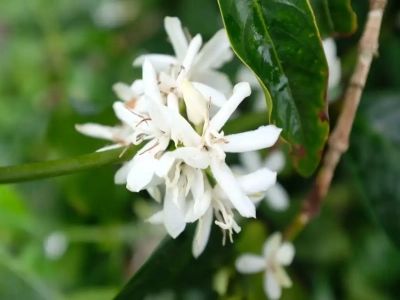 ดอกไม้สีขาวในกาแฟมีรสชาติอย่างไร? กาแฟสายพันธุ์ Geisha ชงด้วยวิธี V60 จะสกัดกลิ่นดอกไม้ได้อย่างไร? แบ่งปันพารามิเตอร์และเทคนิคการชงเมล็ดกาแฟเกรด Gold Label จาก Geisha Village