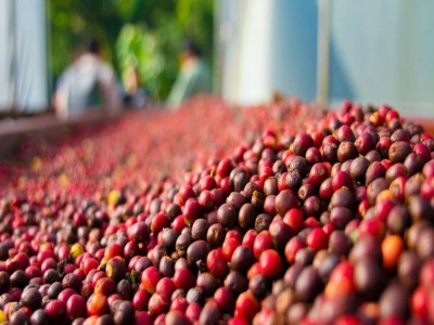 กาแฟปานามา｜ทำไมปานามาจึงกลายเป็นแหล่งผลิตกาแฟระดับท็อป? พื้นที่ปลูกโบเกเตมีสภาพการเพาะปลูกอย่างไร? ปานามาปลูกกาแฟพันธุ์อะไรบ้าง?