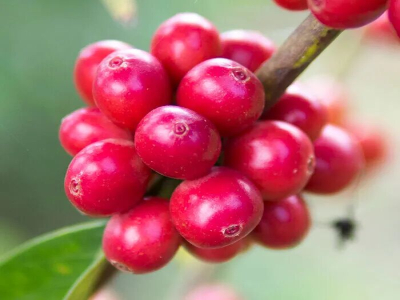 กาแฟเกอิชา｜เอสเตทเกอิชาในเอธิโอเปียป้ายเขียวกับป้ายเขียวเจดด์ในปานามาเป็นกาแฟพันธุ์เกอิชาชนิดเดียวกันหรือไม่ ความแตกต่างของทั้งสองคืออะไร?