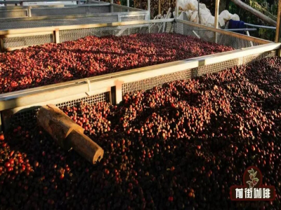 ความรู้เบื้องต้นเกี่ยวกับวิธีการแปรรูปเมล็ดกาแฟ｜รสชาติและสัมผัสของกาแฟซันดรายกับกาแฟวอชเชดแตกต่างกันอย่างไร? ขั้นตอนการแปรรูปของซันดรายและวอชเชดเป็นอย่างไร?