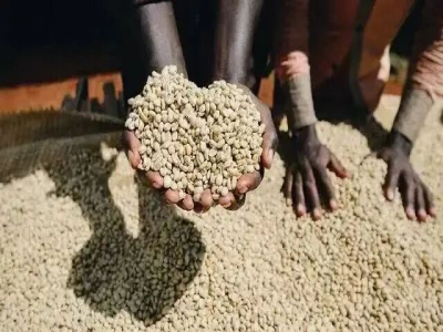 kenya coffee｜ความหมายของกาแฟเคนยา AA, AA+, Top คืออะไร? มาตรฐานการแบ่งเกรดเมล็ดกาแฟดิบเคนยาคืออะไร?