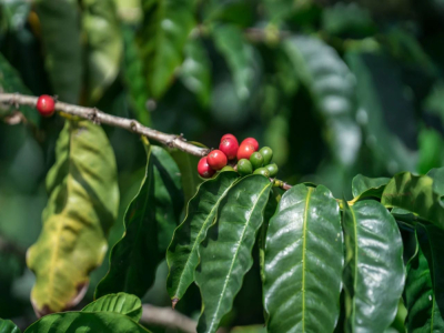 ลักษณะรสชาติและสัมผัสของเมล็ดกาแฟเป่าซานยูนนาน แนะนำรสสัมผัสของเมล็ดกาแฟ typica ยูนนาน กาแฟ SOE ยูนนาน