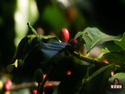 Arabica Coffee｜เมล็ดกาแฟอาราบิกามีสายพันธุ์อะไรบ้าง? แนะนำเมล็ดกาแฟอาราบิกาสเปเชียลตี้สำหรับชงแบบดริปที่รสชาติอร่อยและราคาไม่แพง